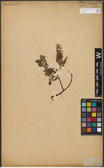 Foto von Salix L.
